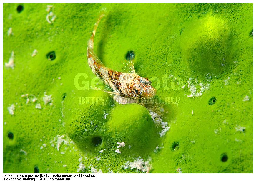 ������, ���������, ��� �����,  ����, 2012, ����, �����, ������������ �����, �����, ��������, ��������, ����, Gobiidae, �������, ��������, ����������, �������, �������, �������, ����, ���������, �����, ������, ������, ����, ������, ���, �������, ���, �����, ������, ������, �������, ���������, �������, ��������� ���, ������, ����� ������, ������, ������, ���������� ���������, �������, �����������, �����, ��������� ��������, ������������, �����������, ����������, �������t, ���, �����, ����, ������, ���, ���������, �������, ����������, �������, ������, ������, �������, �������, �������, �����������, �����������, �����������, �����������, �������, ������, ���������, ���������, ���������, ����, ��������, ���, ����, ������, ������, ������, �����, �������, ���, ���������������������, ����������, ����������, �����������, ���������, ��������, �������, ��, ������, ������, �������, ������, ��������, ��, ���, ���������, ���������, �������, ������������, ������������, �������, �������, �����������, �����������, ������, �����, ������, ��������, ��������, ��������, ������, �����, �����, ���������, ������, ������, ������, ����������, ����������, �������, �������������, , ���������� �����������, ����������,  �����������, Procottus gurwici Taliev, ������, ����� ������, ������ �����, ����������� ����, ���� ������, ����� ����, ����, ��������� ������, ��������� ����, ������� �����