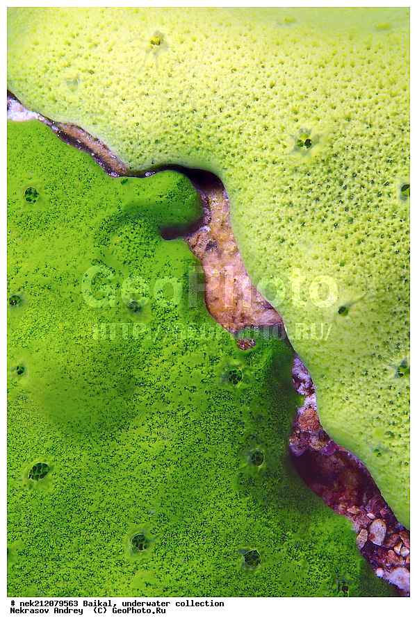 ������, ���������, ��� �����,  ����, 2012,  Baikalospongia dzhegatajensis Rezvoi, ����, Baikalo Spongia, Haplosclerida, Lubomirskiidae, Porifera, Sponges, baicalensis, ������, �������, �������, �����������, �����������, �����������, �����������, ��� �����, ���������, ���������� ���������, ������, �������, ������, ���������, ���������, ���������, ������, ����, ��������, �����������, ������, ���, ����, ����, ������, ������, ������, �����, �����, �����, �������, ���������, �������, �������, �������, �����,  �������, ���, ���������������������, ����������, ����������, �����������, �������, ���������, ��������, �������, ����, ����, ��, �������, �����, ����� ������, ������, ������, ������, ��, ���, ���������, ��������� ��������, ���������, ���������, ���������, ��������� ���, �������, ������������, ������������, �������, �������, �������, ����������, �����������, �����������, ������, ������, �����, ������, ��������, ��������, ��������, ������, ������, �����, ���������, ����������, ����������, �������, �������������, �������, ��������, ����������, ������, ��������, �������, ���, ������, ����� ������, ������ �����, ����������� ����, ���� ������, ����� ����, ����, ��������� ������, ��������� ����, ������� �����