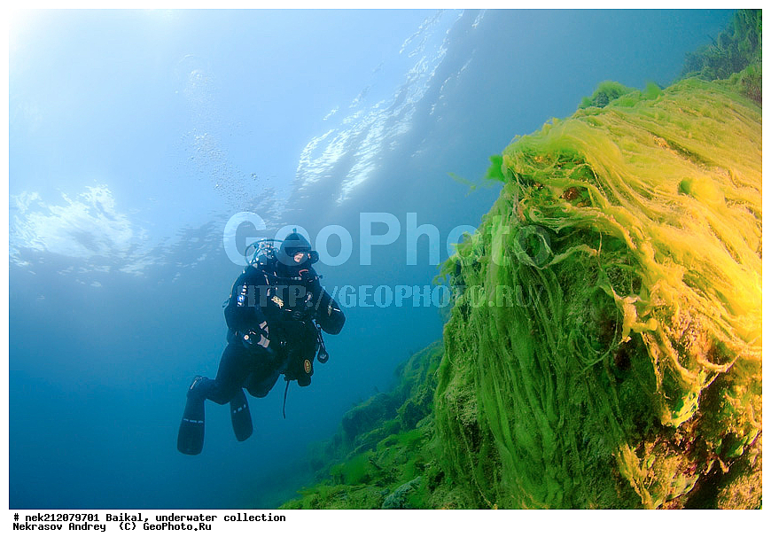 ������, ���������, ��� �����,  ����, 2012, �������, ������, �������, �������, ����, ���������, �����, ������, ������, ����, ������, ���, �������, ���, �����, ������, ������, �������, ���������, �������, ��������� ���, ������, ����� ������, ������, ������, ���������� ���������, �������, �����������, �����, ��������� ��������, ������������, �����������, ����������, , green algae, algas, Algae, chlorophytes, green, Chlorophyta, alga, plants, ������, ����� ������, ������ �����, ����������� ����, ���� ������, ����� ����, ����, ��������� ������, ��������� ����, ������� �����