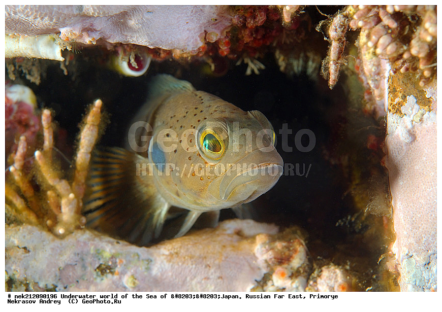 ��������� ���, ��������, ����, ������� ������, ��������, ���������, �������, diving, dive, ������������,  ����������, ���������, ������, ���������, ���, �����, ����, �������, ����������, ����, ������, ������, �����, ������, ������, ��������, �������, ����, ������, ����, �����, ������, ��, ������, ������, ��, ���, ���������, ���������, �������, ��������� ���, �������,  ���������, ������, ����������, ����������, ������, ������,  ���, ��������, ��������� ������, �������, ��������, ��������, ����� �������, ���������� ����, ��������, ����, ��������� ����, ���������, ���������, , ���������� ��������, ����, ����, �������� ����, �������� ����, ��������� ����, ���������������, ����������, ����������, ����������, ���������������, ����� ������, ����� �����, �������������, �������������, �����������