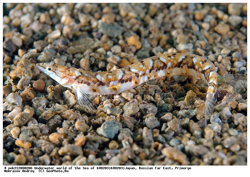 ��������� ���, ��������, ����, ������� ������, ��������, ���������, �������, diving, dive, ������������,  ����������, ���������, ������, ���������, ���, �����, ����, �������, ����������, ����, ������, ������, �����, ������, ������, ��������, �������, ����, ������, ����, �����, ������, ��, ������, ������, ��, ���, ���������, ���������, �������, ��������� ���, �������,  ���������, ������, ����������, ����������, ������, ������,  ���, ��������, ��������� ������, �������, ��������, ��������, ����� �������, ���������� ����, ��������, ����, ��������� ����, ���������, ���������, , ������ ��������, ����, ����, �������� ����, �������� ����, ��������� ����, ���������������, ����������, ����������, ����������, ���������������, ����� ������, ����� �����, �������������, �������������, �����������