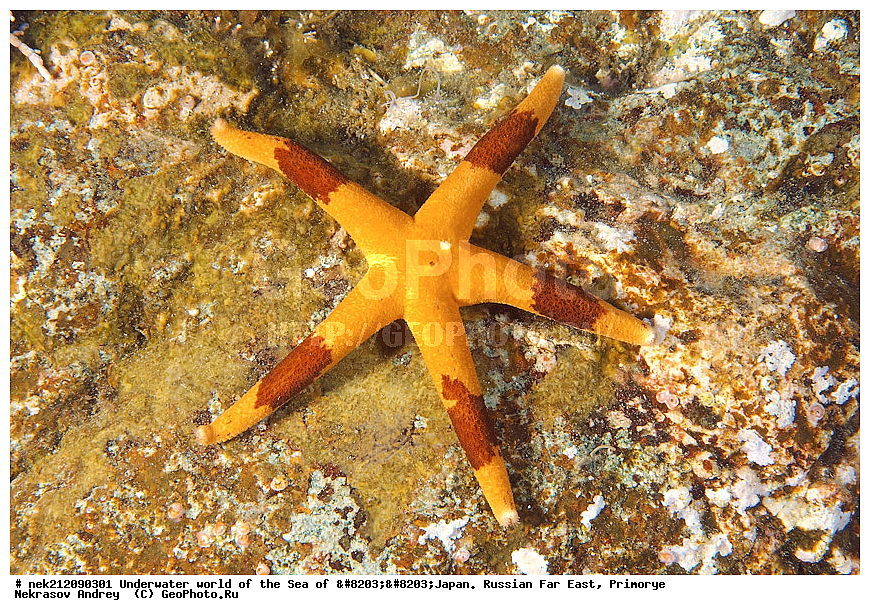 ��������� ���, ��������, ����, ������� ������, ��������, ���������, �������, diving, dive, ������������,  ����������, ���������, ������, ���������, ���, �����, ����, �������, ����������, ����, ������, ������, �����, ������, ������, ��������, �������, ����, ������, ����, �����, ������, ��, ������, ������, ��, ���, ���������, ���������, �������, ��������� ���, �������,  ���������, ������, ����������, ����������, ������, ������,  ���, ��������, ��������� ������, �������, ��������, ��������, ����� �������, ���������� ����, ��������, ����, ��������� ����, ���������, ���������, , ������� ������, �������, ������, ������, ��������,, ���������, Echinodermata, �������� ����, �������� ����, ��������� ����, ���������������, ����������, ����������, ����������, ���������������, ����� ������, ����� �����, �������������, �������������, �����������