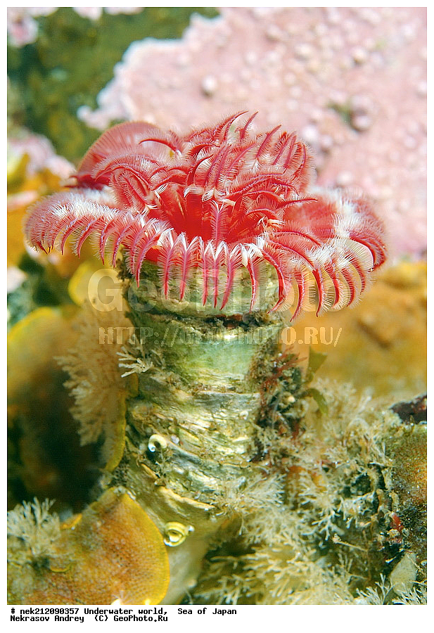 ��������� ���, ��������, ����, ���������, �����, serpula columbiana, ���������, ����������, ��������� ���, ���������, ���, �����, ��������, ��������, �������, ����, �������, ���, ��������, ����, ��������, ����������, ����, ������� ������, ���������������, ���������������, �������, ������, �����, ��������� ���������������, ������� �����, �������� ����, �������� ����, ��������� ����, ���������������, ����������, ����������, ����������, ���������������, ����� ������, ����� �����, �������������, �������������, �����������