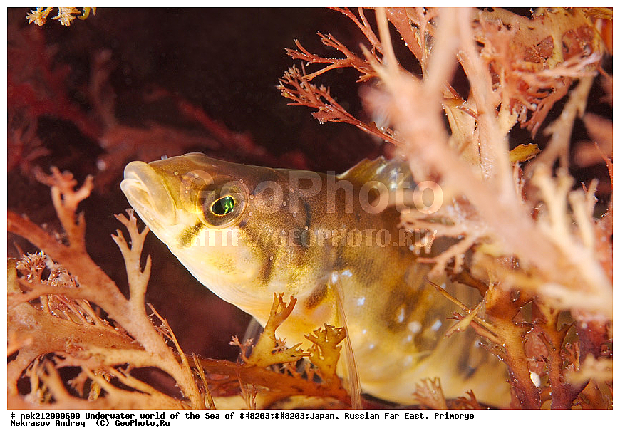 ��������� ���, ��������, ����, ������� ������, ��������, ���������, �������, diving, dive, ������������,  ����������, ���������, ������, ���������, ���, �����, ����, �������, ����������, ����, ������, ������, �����, ������, ������, ��������, �������, ����, ������, ����, �����, ������, ��, ������, ������, ��, ���, ���������, ���������, �������, ��������� ���, �������,  ���������, ������, ����������, ����������, ������, ������,  ���, ��������, ��������� ������, �������, ��������, ��������, ����� �������, ���������� ����, ��������, ����, ��������� ����, ���������, ���������, , ������, ������������, ����, ����, , �������� ����, �������� ����, ��������� ����, ���������������, ����������, ����������, ����������, ���������������, ����� ������, ����� �����, �������������, �������������, �����������