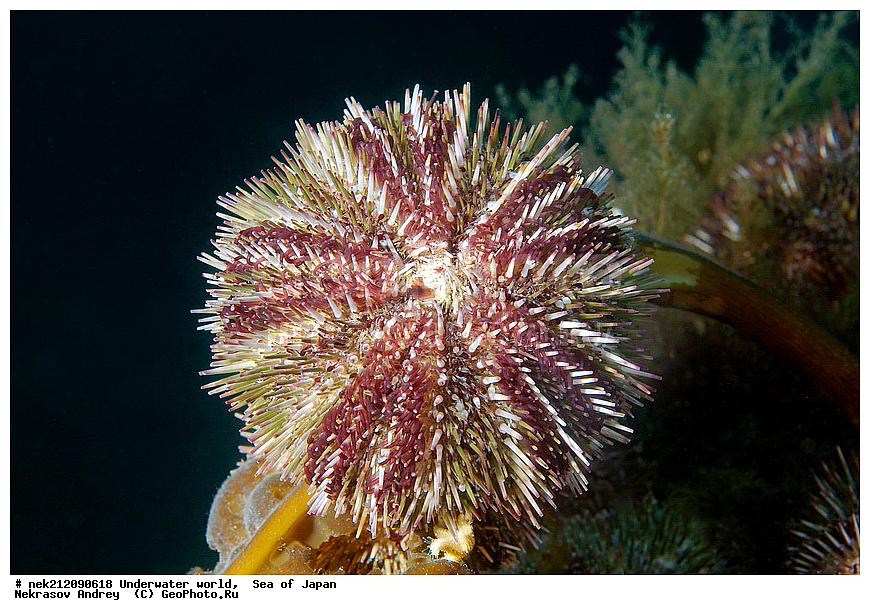 ��������� ���, ��������, ����, ����������, ���, ���������, Echinodermata, dive, diving, ��������� ����, ������� ������, ���������, ������� ������, ���������� ����, ��������, ������, �������, ���������, ��������, ��������, ���������, ���, �����, ����, ����, ����, ������, ������, ������, �����, �������, ����� �������, ����������, ��������, ��������, ������, ������, ��������, �������, ������, ������, ����, ����, ����, �������, �������, ������� ��, ��, ���������, ���������, ������, ��������, ��, ���, ���������, ���������, ���������, ��������� ���, ��������� ������, �������, �������, �������������, ������������, ������, �����, ������, ������, ����������, ����������, ������, ������, ����������, ��������� ���, �������� ����, �������� ����, ��������� ����, ���������������, ����������, ����������, ����������, ���������������, ����� ������, ����� �����, �������������, �������������, �����������