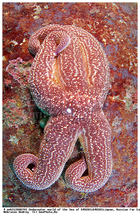 ��������� ���, ��������, ����, ������� ������, ��������, ���������, �������, diving, dive, ������������,  ����������, ���������, ������, ���������, ���, �����, ����, �������, ����������, ����, ������, ������, �����, ������, ������, ��������, �������, ����, ������, ����, �����, ������, ��, ������, ������, ��, ���, ���������, ���������, �������, ��������� ���, �������,  ���������, ������, ����������, ����������, ������, ������,  ���, ��������, ��������� ������, �������, ��������, ��������, ����� �������, ���������� ����, ��������, ����, ��������� ����, ���������, ���������, , ������� ������, ������, �������, ������, ���������, Echinodermata, �������� ����, �������� ����, ��������� ����, ���������������, ����������, ����������, ����������, ���������������, ����� ������, ����� �����, �������������, �������������, �����������