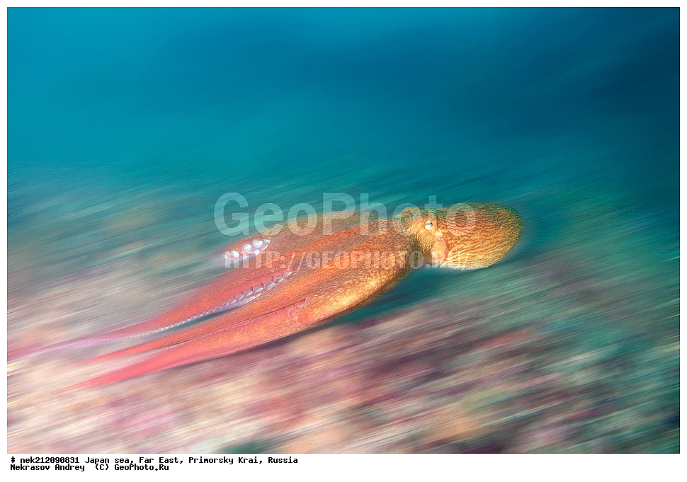 ���������� ������������� ��������,�������� ����� ������ ������, ���������� ���������, Enteroctopus dofleini, ��������� ����, ������� ������, ���������� ����,,  ����������, ���, ���������, Cephalopoda, dive, diving, ��������� ����, �����������, ����������� , ������� ������, �������� ��������, ���������� ����, ��������, ������, �������, ���������, ��������, ��������, ���������, ���, �����, ����, ����, ����, ������, ������, ������, �����, ����������, �����������, �����������, �������, ����� �������, ��������, ����������, ��������, ��������, ��������, �������, �������, ������, ������, ����, �������, ��������, ����, ����, �������, ��, ���������, ���������, ��������, �������� ����������, ���������, ������, ��������, ��, ���, ���������, ���������, ���������, ��������� ���, ��������� ������, �������, �������, ������������, ������, �����, ������, �������������, ������, ����������, ����������, ���������, ����������, ������, ������, ��������, ��������� ���, ��������, ��������, ��������, ������, �����, �������� ����, �������� ����, ��������� ����, ���������������, ����������, ����������, ����������, ���������������, ����� ������, ����� �����, �������������, �������������, �����������, �������� ��������, �������� ����������, ������������� ��������, ���������� ��������, ��������, �������������, �������� �������������