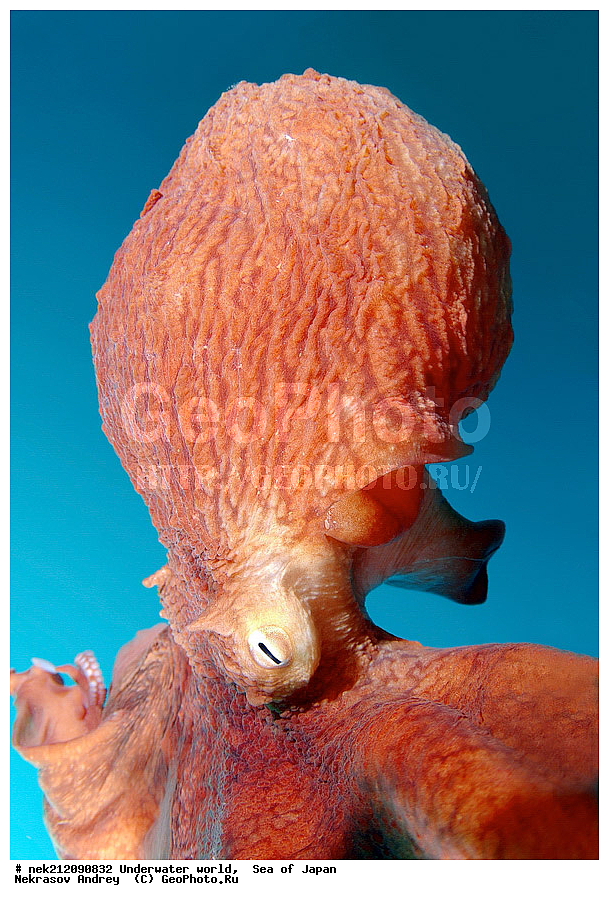 ��������� ���, ��������, ����, ����������, ���, ���������, dive, diving, ��������� ����, ������� ������, �������� ��������, ���������� ����, ��������, ������, �������, ���������, ��������, ��������, ���������, ���, �����, ����, ����, ����, ������, ������, ������, �����, ����������, �����������, �����������, �������, ����� �������, ��������, ����������, ��������, ��������, ��������, �������, �������, ������, ������, ����, �������, ��������, ����, ����, �������, ��, ���������, ���������, ��������, �������� ����������, ���������, ������, ��������, ��, ���, ���������, ���������, ���������, ��������� ���, ��������� ������, �������, �������, ������������, ������, �����, ������, �������������, ������, ����������, ����������, ������, ������, ��������, ��������� ���, Cephalopoda, ����������, ���������, �����������, ����������� , �����, �������� ����, �������� ����, ��������� ����, ���������������, ����������, ����������, ����������, ���������������, ����� ������, ����� �����, �������������, �������������, �����������, �������� ��������, �������� ����������, ������������� ��������, ���������� ��������, ��������, �������������, �������� �������������