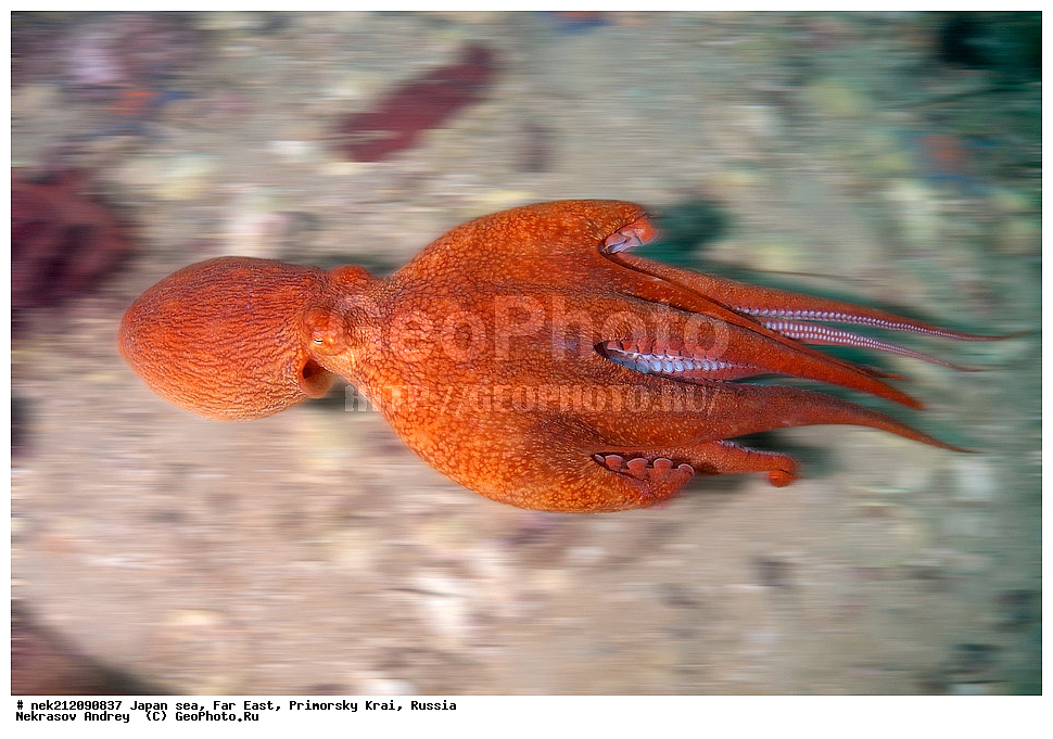 ���������� ������������� ��������,�������� ����� ������ ������, ���������� ���������, Enteroctopus dofleini, ��������� ����, ������� ������, ���������� ����,,  ����������, ���, ���������, Cephalopoda, dive, diving, ��������� ����, �����������, ����������� , ������� ������, �������� ��������, ���������� ����, ��������, ������, �������, ���������, ��������, ��������, ���������, ���, �����, ����, ����, ����, ������, ������, ������, �����, ����������, �����������, �����������, �������, ����� �������, ��������, ����������, ��������, ��������, ��������, �������, �������, ������, ������, ����, �������, ��������, ����, ����, �������, ��, ���������, ���������, ��������, �������� ����������, ���������, ������, ��������, ��, ���, ���������, ���������, ���������, ��������� ���, ��������� ������, �������, �������, ������������, ������, �����, ������, �������������, ������, ����������, ����������, ���������, ����������, ������, ������, ��������, ��������� ���, ��������, ��������, ��������, ������, �����, �������� ����, �������� ����, ��������� ����, ���������������, ����������, ����������, ����������, ���������������, ����� ������, ����� �����, �������������, �������������, �����������, �������� ��������, �������� ����������, ������������� ��������, ���������� ��������, ��������, �������������, �������� �������������