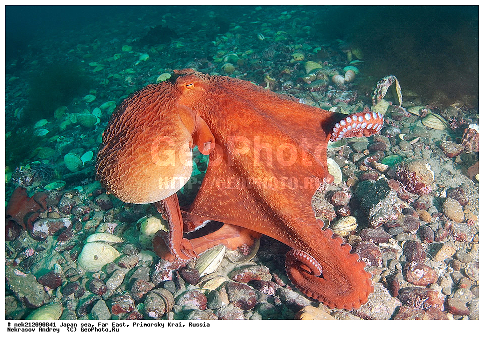 ���������� ������������� ��������,�������� ����� ������ ������, ���������� ���������, Enteroctopus dofleini, ��������� ����, ������� ������, ���������� ����,,  ����������, ���, ���������, Cephalopoda, dive, diving, ��������� ����, �����������, ����������� , ������� ������, �������� ��������, ���������� ����, ��������, ������, �������, ���������, ��������, ��������, ���������, ���, �����, ����, ����, ����, ������, ������, ������, �����, ����������, �����������, �����������, �������, ����� �������, ��������, ����������, ��������, ��������, ��������, �������, �������, ������, ������, ����, �������, ��������, ����, ����, �������, ��, ���������, ���������, ��������, �������� ����������, ���������, ������, ��������, ��, ���, ���������, ���������, ���������, ��������� ���, ��������� ������, �������, �������, ������������, ������, �����, ������, �������������, ������, ����������, ����������, ���������, ����������, ������, ������, ��������, ��������� ���, �����, �������� ����, �������� ����, ��������� ����, ���������������, ����������, ����������, ����������, ���������������, ����� ������, ����� �����, �������������, �������������, �����������, �������� ��������, �������� ����������, ������������� ��������, ���������� ��������, ��������, �������������, �������� �������������