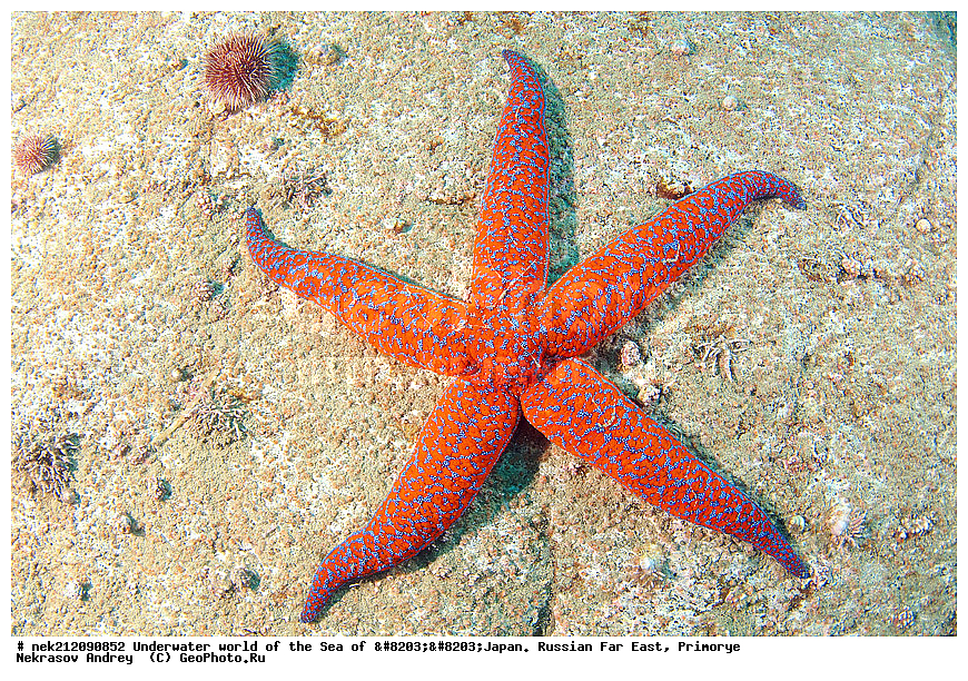 ��������� ���, ��������, ����, ������� ������, ��������, ���������, �������, diving, dive, ������������,  ����������, ���������, ������, ���������, ���, �����, ����, �������, ����������, ����, ������, ������, �����, ������, ������, ��������, �������, ����, ������, ����, �����, ������, ��, ������, ������, ��, ���, ���������, ���������, �������, ��������� ���, �������,  ���������, ������, ����������, ����������, ������, ������,  ���, ��������, ��������� ������, �������, ��������, ��������, ����� �������, ���������� ����, ��������, ����, ��������� ����, ���������, ���������, , ��������� ��������, �������, ������, �������, ������, �����, ���, ��������, ���������, Echinodermata, �������� ����, �������� ����, ��������� ����, ���������������, ����������, ����������, ����������, ���������������, ����� ������, ����� �����, �������������, �������������, �����������