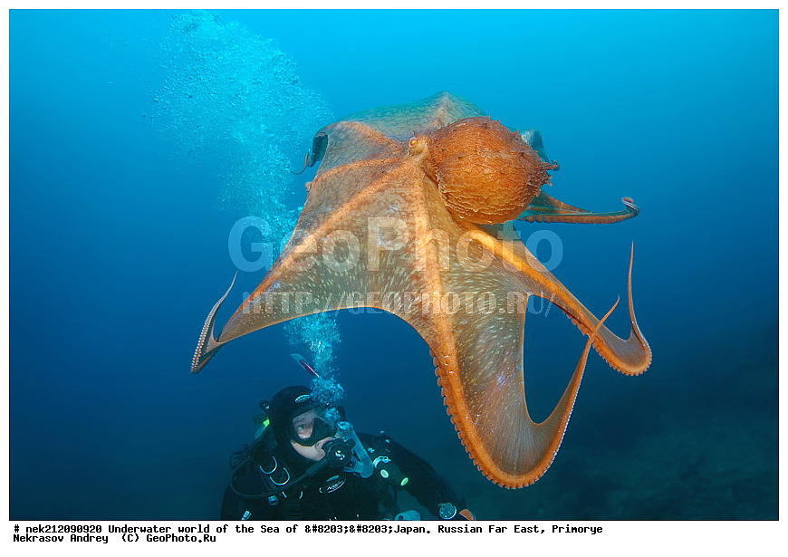 ��������� ���, ��������, ����, ������� ������, ��������, ���������, �������, diving, dive, ������������,  ����������, ���������, ������, ���������, ���, �����, ����, �������, ����������, ����, ������, ������, �����, ������, ������, ��������, �������, ����, ������, ����, �����, ������, ��, ������, ������, ��, ���, ���������, ���������, �������, ��������� ���, �������,  ���������, ������, ����������, ����������, ������, ������,  ���, ��������, ��������� ������, �������, ��������, ��������, ����� �������, ���������� ����, ��������, ����, ��������� ����, ���������, ���������, , �����������, �����������, �������, ��������, ���������, ��������, �������� ��������, ��������, �������, ��������, �������� ����������, ����������, �������������, Cephalopoda, ����������, ���������, �����������, ����������� , �����, �������� ����, �������� ����, ��������� ����, ���������������, ����������, ����������, ����������, ���������������, ����� ������, ����� �����, �������������, �������������, �����������, �������� ��������, �������� ����������, ������������� ��������, ���������� ��������, ��������, �������������, �������� �������������