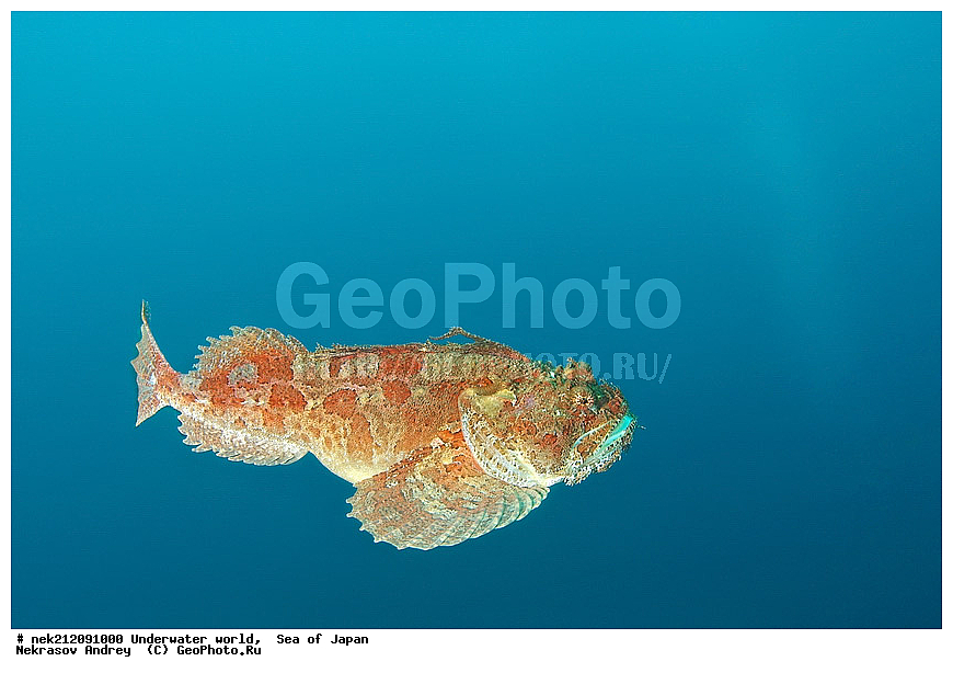 ��������� ���, ��������, ����, ����������, ���, ���������, dive, diving, ��������� �������, ��������� ����, ������� ������, ���������� ����, ��������, ������, �������, ���������, ��������, ��������, ���������, ���, �����, ����, ����, ����, ������, ������, ������, �����, �������, ����� �������, ����������, ��������, ��������, ��������, �������, ������, ������, ����, ����, ����, �������, ������� �����, ��, ���������, ���������, ������, ��������, ��, ���, ���������, ���������, ���������, ��������� ���, ��������� ������, �������, �������, ����, ����, ������������, ������, �����, ������, ������������� ���������, ������, ����������, ����������, ������, ������, ��������� ���, �������� ����, �������� ����, ��������� ����, ���������������, ����������, ����������, ����������, ���������������, ����� ������, ����� �����, �������������, �������������, �����������