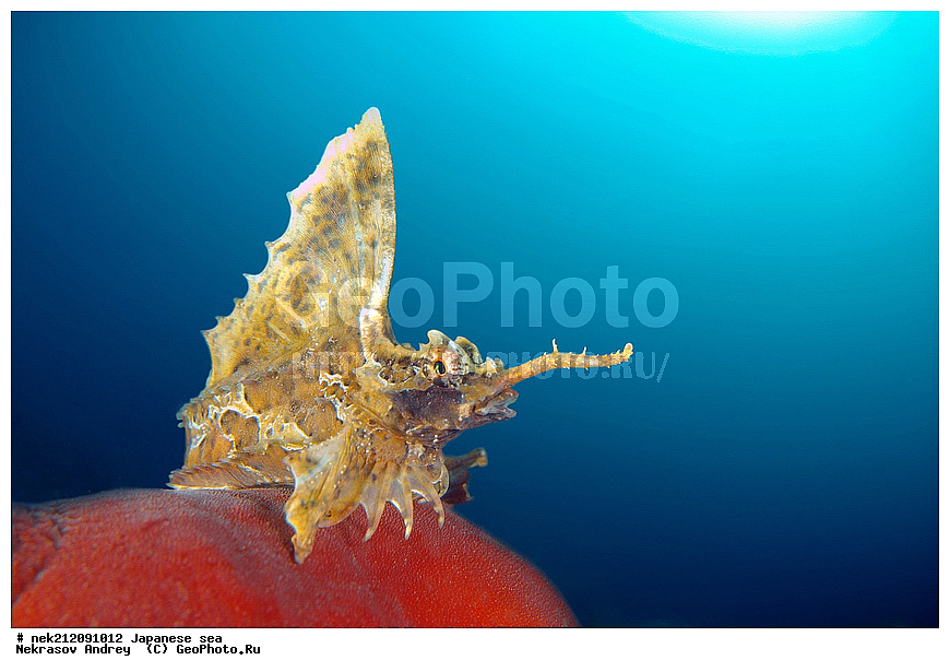 Agonidae, Poacher, Poacher, alligatorfishe, alligatorfishes, dive, diving, hooknose, hooknoses, poachers, rockhead, rockheads, starsnout, starsnouts, �������� , �������� ��������, ��������� ����, ������� ������, �������� ����, ������� �������, ��������� ���, ���������� ����, ��������, �������������, ���������������, ����������, ������, �������, ���������, ��������, ��������, ��������, ��������, ���������, ���, �����, ����, ����, ����, ������, ������, ������, �����, �������, ����� �������, ���, ����������, ��������, ��������, ��������, �������, ������, ������, ����, ����������, ����, ����, ����, ������� �������, �������, ��, ���������, ���������, ������, ��������, ��, ���, ���������, ���������, ���������, ��������� ���, ��������� ������, �������, �������, ����, ����, ������������, ���������, ������, �����, ������, ������, ����������, ����������, ������, ������, ��������� ���, �������� ����, �������� ����, ��������� ����, ���������������, ����������, ����������, ����������, ���������������, ����� ������, ����� �����, �������������, �������������, �����������