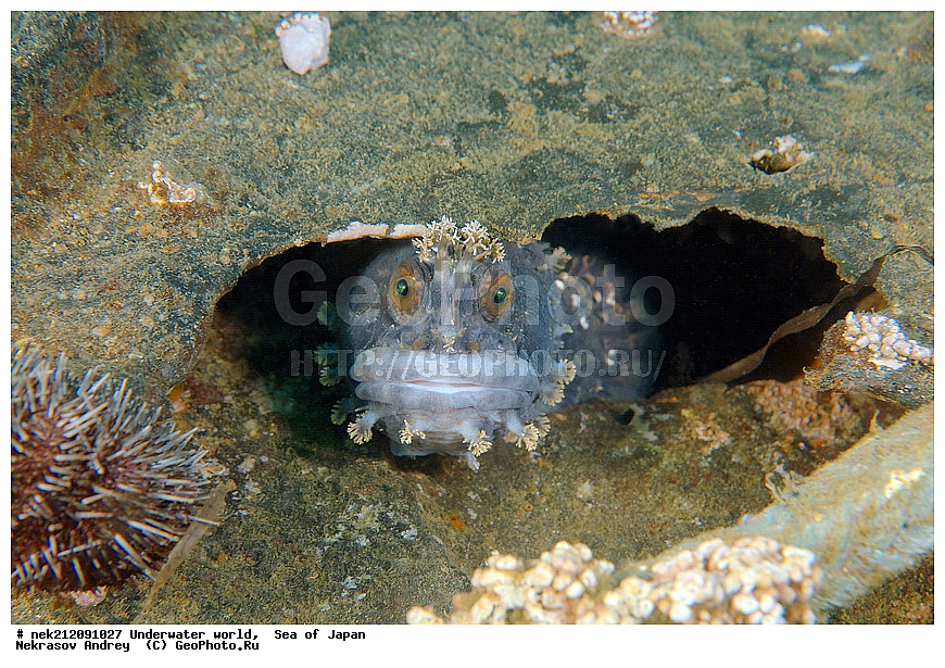 ��������� ���, ��������, ����, ����������, ���, ���������, dive, diving, ��������� ����, ������� ������, ���������� ����, ��������, ������, �������, ���������, ��������, ��������, ��������, ���������, ���, �����, ����, ����, ����, ������, ������, ������, �����, �������, ����� �������, ����������, ��������, ��������, ��������, �������, ������, ������, ����, ����, ����, �������, ��������������, ��, ���������, ���������, �������������, ������, ��������, ��, ���, ���������, ���������, ���������, ��������� ���, ��������� ������, �������, �������, ����, ����, ������������, ������, �������, ������, �����, ������, ������, ����������, ����������, ������, ������, ��������� ���, �������� ����, �������� ����, ��������� ����, ���������������, ����������, ����������, ����������, ���������������, ����� ������, ����� �����, �������������, �������������, �����������