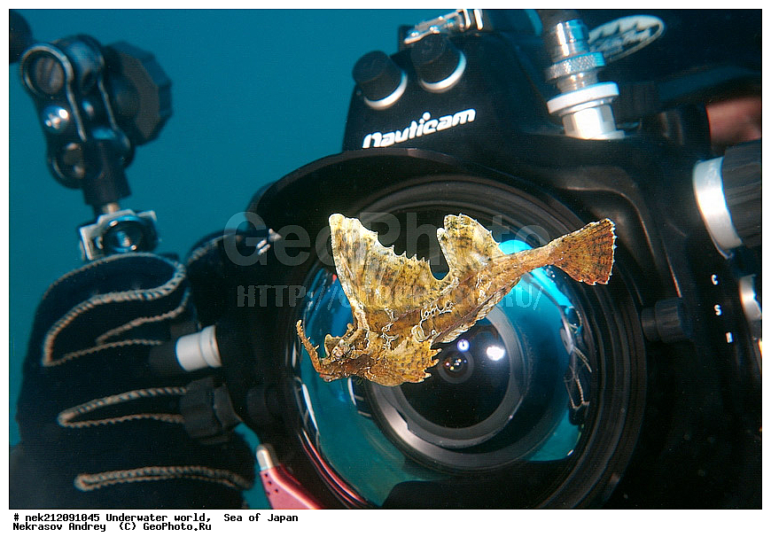 ��������� ���, ��������, ����, ����������, ���, ���������, Agonidae, Poacher, Poacher, alligatorfishe, alligatorfishes, dive, diving, hooknose, hooknoses, poachers, rockhead, rockheads, starsnout, starsnouts, �������� , �������� ��������, ��������� ����, ������� ������, �������� ����, ������� �������, ���������� ����, ��������, �������������, ���������������, ������, �������, ���������, ��������, ��������, ��������, ���������, ���, �����, ����, ����, ����, ������, ������, ������, �����, �������, ����� �������, ����������, ��������, ��������, ��������, �������, ������, ������, ����, ����������, ����, ����, ������� �������, �������, ��, ���������, ���������, ������, ��������, ��, ���, ���������, ���������, ���������, ��������� ���, ��������� ������, �������, �������, ����, ����, ������������, ������, �����, ������, ������, ����������, ����������, ������, ������, ��������� ���, �������� ����, �������� ����, ��������� ����, ���������������, ����������, ����������, ����������, ���������������, ����� ������, ����� �����, �������������, �������������, �����������