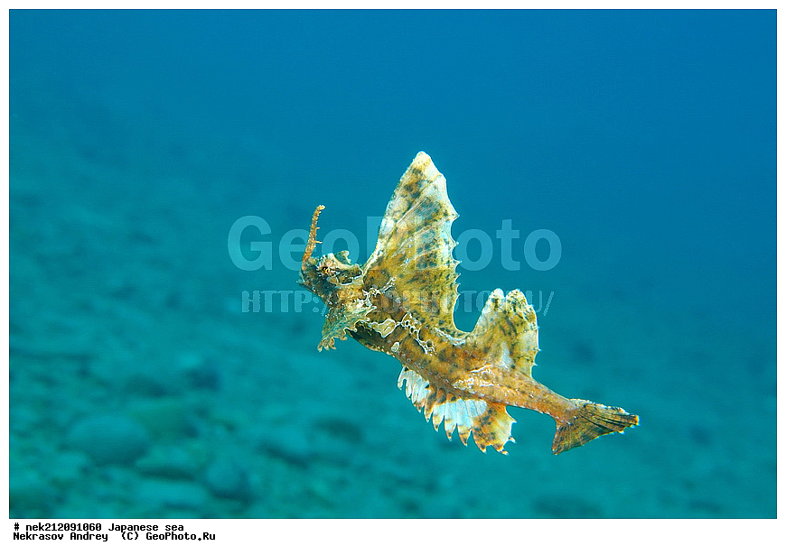 Agonidae, Poacher, Poacher, alligatorfishe, alligatorfishes, dive, diving, hooknose, hooknoses, poachers, rockhead, rockheads, starsnout, starsnouts, �������� , �������� ��������, ��������� ����, ������� ������, �������� ����, ������� �������, ��������� ���, ���������� ����, ��������, �������������, ���������������, ����������, ������, �������, ���������, ��������, ��������, ��������, ��������, ���������, ���, �����, ����, ����, ����, ������, ������, ������, �����, �������, ����� �������, ���, ����������, ��������, ��������, ��������, �������, ������, ������, ����, ����������, ����, ����, ����, ������� �������, �������, ��, ���������, ���������, ������, ��������, ��, ���, ���������, ���������, ���������, ��������� ���, ��������� ������, �������, �������, ����, ����, ������������, ���������, ������, �����, ������, ������, ����������, ����������, ������, ������, ��������� ���, �������� ����, �������� ����, ��������� ����, ���������������, ����������, ����������, ����������, ���������������, ����� ������, ����� �����, �������������, �������������, �����������