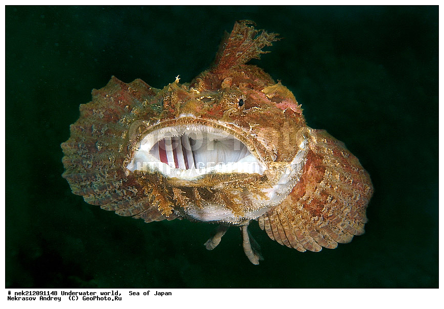 ��������� ���, ��������, ����, ����������, ���, ���������, dive, diving, ��������� �������, ��������� ����, ������� ������, ���������� ����, ��������, ������, �������, ���������, ��������, ��������, ���������, ���, �����, ����, ����, ����, ������, ������, ������, �����, �������, ����� �������, ����������, ��������, ��������, ��������, �������, ������, ������, ����, ����, ����, �������, ������� �����, ��, ���������, ���������, ������, ��������, ��, ���, ���������, ���������, ���������, ��������� ���, ��������� ������, �������, �������, ����, ����, ������������, ������, �����, ������, ������������� ���������, ������, ����������, ����������, ������, ������, ��������� ���, �������� ����, �������� ����, ��������� ����, ���������������, ����������, ����������, ����������, ���������������, ����� ������, ����� �����, �������������, �������������, �����������