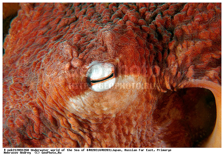 ��������� ���, ��������, ����, ������� ������, ��������, ���������, �������, diving, dive, ������������,  ����������, ���������, ������, ���������, ���, �����, ����, �������, ����������, ����, ������, ������, �����, ������, ������, ��������, �������, ����, ������, ����, �����, ������, ��, ������, ������, ��, ���, ���������, ���������, �������, ��������� ���, �������,  ���������, ������, ����������, ����������, ������, ������,  ���, ��������, ��������� ������, �������, ��������, ��������, ����� �������, ���������� ����, ��������, ����, ��������� ����, ���������, ���������, , �����������, �����������, �������, ��������, ���������, ��������, �������� ��������, ��������, �������, ��������, �������� ����������, ����������, �������������, Cephalopoda, ����������, ���������, �����������, ����������� , �����, �������� ����, �������� ����, ��������� ����, ���������������, ����������, ����������, ����������, ���������������, ����� ������, ����� �����, �������������, �������������, �����������, �������� ��������, �������� ����������, ������������� ��������, ���������� ��������, ��������, �������������, �������� �������������