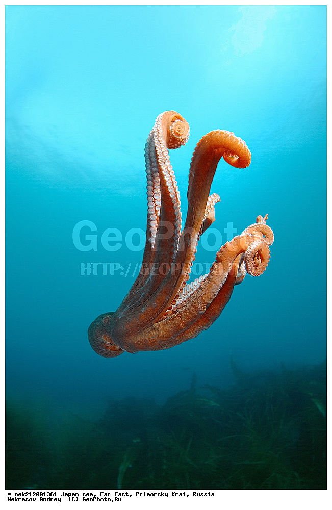 ���������� ������������� ��������,�������� ����� ������ ������, ���������� ���������, Enteroctopus dofleini, ��������� ����, ������� ������, ���������� ����,,  ����������, ���, ���������, Cephalopoda, dive, diving, ��������� ����, �����������, ����������� , ������� ������, �������� ��������, ���������� ����, ��������, ������, �������, ���������, ��������, ��������, ���������, ���, �����, ����, ����, ����, ������, ������, ������, �����, ����������, �����������, �����������, �������, ����� �������, ��������, ����������, ��������, ��������, ��������, �������, �������, ������, ������, ����, �������, ��������, ����, ����, �������, ��, ���������, ���������, ��������, �������� ����������, ���������, ������, ��������, ��, ���, ���������, ���������, ���������, ��������� ���, ��������� ������, �������, �������, ������������, ������, �����, ������, �������������, ������, ����������, ����������, ���������, ����������, ������, ������, ��������, ��������� ���, �����, �������� ����, �������� ����, ��������� ����, ���������������, ����������, ����������, ����������, ���������������, ����� ������, ����� �����, �������������, �������������, �����������, �������� ��������, �������� ����������, ������������� ��������, ���������� ��������, ��������, �������������, �������� �������������