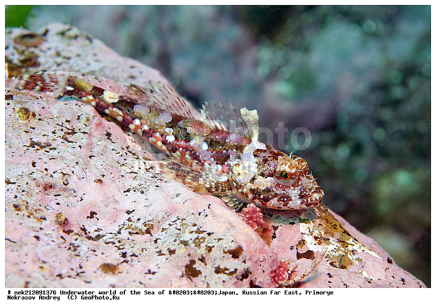 ��������� ���, ��������, ����, ������� ������, ��������, ���������, �������, diving, dive, ������������,  ����������, ���������, ������, ���������, ���, �����, ����, �������, ����������, ����, ������, ������, �����, ������, ������, ��������, �������, ����, ������, ����, �����, ������, ��, ������, ������, ��, ���, ���������, ���������, �������, ��������� ���, �������,  ���������, ������, ����������, ����������, ������, ������,  ���, ��������, ��������� ������, �������, ��������, ��������, ����� �������, ���������� ����, ��������, ����, ��������� ����, ���������, ���������, , ���������� ������, ����, ����, �������� ����, �������� ����, ��������� ����, ���������������, ����������, ����������, ����������, ���������������, ����� ������, ����� �����, �������������, �������������, �����������