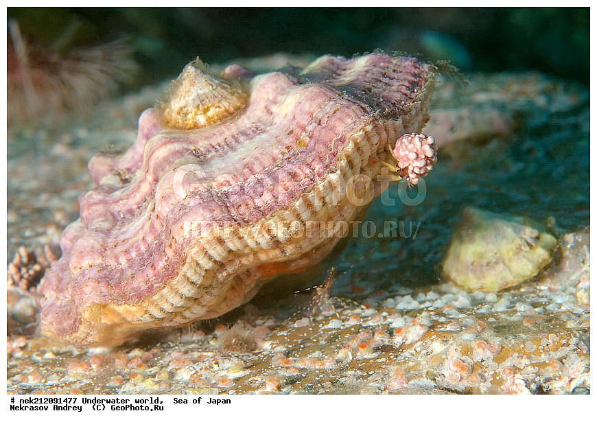 ��������� ���, ��������, ����, �������, ��������, ��������, ������, ��������, ��������, Swiftopecten swift, ��������, ����, ����������, ����, �������, ��������, �������, ��������, ����������, �������������, ���������, ��������, ���������, ���, �����, ���������, ����������, ��������, ��������, �������, ���, ��������� ���, ��������, ��������, ������������ ������, �������� ����, �������� ����, ��������� ����, ���������������, ����������, ����������, ����������, ���������������, ����� ������, ����� �����, �������������, �������������, �����������