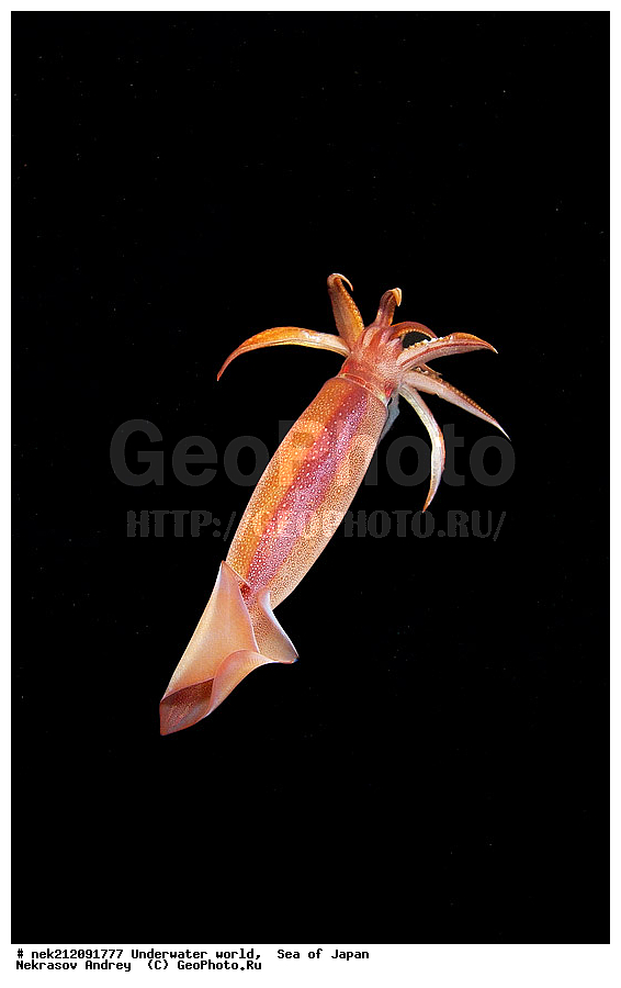 ��������� ���, ��������, ����,  ����������, ���, ���������, dive, diving, ��������� ����, ������� ������, ���������� ����, ��������, ������, �������, ���������, ��������, ��������, ���������, ���, �����, ����, ����, ����, ������, ������, ������, �����, �����������, �������, ����� �������, ����������, ��������, ��������, �������, ��������, ��������, �������, ������, ������, ����, �������, ��������, ����, ����, �������, ��, ���������, ���������, ������, ��������, ��, ���, ���������, ���������, ���������, ��������� ���, ��������� ������, �������, �������, ������������, ������, �����, ������, �������������, ������, ����������, ����������, ������, ������, ��������, ��������� ���, Cephalopoda, ����������, ���������, �����������, ����������� , �������� ����, �������� ����, ��������� ����, ���������������, ����������, ����������, ����������, ���������������, ����� ������, ����� �����, �������������, �������������, �����������