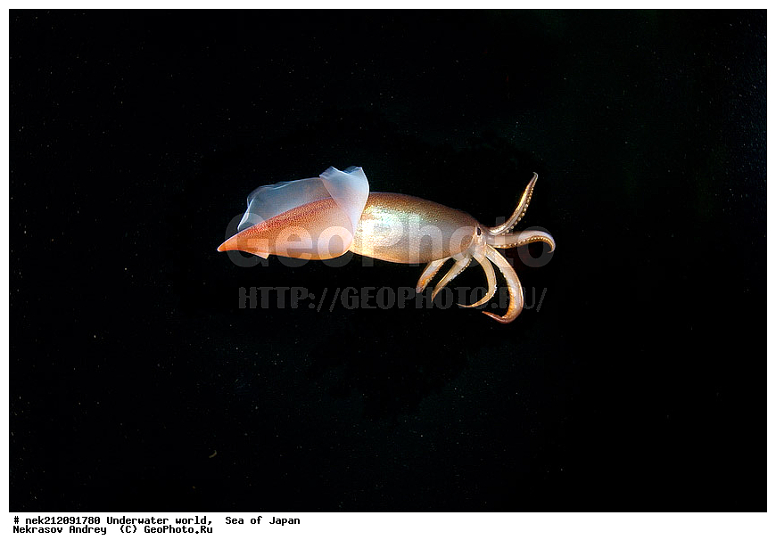 ��������� ���, ��������, ����,  ����������, ���, ���������, dive, diving, ��������� ����, ������� ������, ���������� ����, ��������, ������, �������, ���������, ��������, ��������, ���������, ���, �����, ����, ����, ����, ������, ������, ������, �����, �����������, �������, ����� �������, ����������, ��������, ��������, �������, ��������, ��������, �������, ������, ������, ����, �������, ��������, ����, ����, �������, ��, ���������, ���������, ������, ��������, ��, ���, ���������, ���������, ���������, ��������� ���, ��������� ������, �������, �������, ������������, ������, �����, ������, �������������, ������, ����������, ����������, ������, ������, ��������, ��������� ���, Cephalopoda, ����������, ���������, �����������, ����������� , �������� ����, �������� ����, ��������� ����, ���������������, ����������, ����������, ����������, ���������������, ����� ������, ����� �����, �������������, �������������, �����������