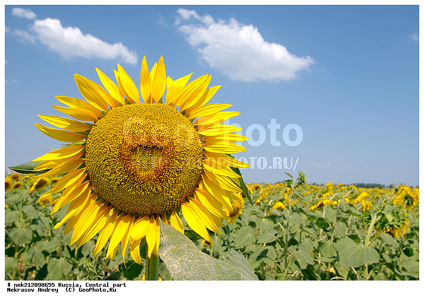 �����, ��������, ������, ���������, �������������, ��������������, , ������������, Helianthus annuus, �����, ������, ������, ����, ��������, ������, �������� ���������, ��������, �����, ������ ��������, ���������� ��������, ������� ��������, ������, �����, XYZ, ��������, �������������, Asteraceae, Compositae, ������������ ����������, ������������ ���������, Helianthus annuus