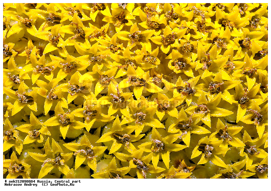 �����, ��������, ������, ���������, �������������, ��������������, ������� ������������, ��������, ������������, Helianthus annuus, �����, ������, ������, ����, ��������, ������, �������� ���������, �������, ��������, �����, ��������, �����, ������ ��������, ���������� ��������, ������� ��������, ������, �����, XYZ, ��������, �������������, Asteraceae, Compositae, ������������ ����������, ������������ ���������, Helianthus annuus