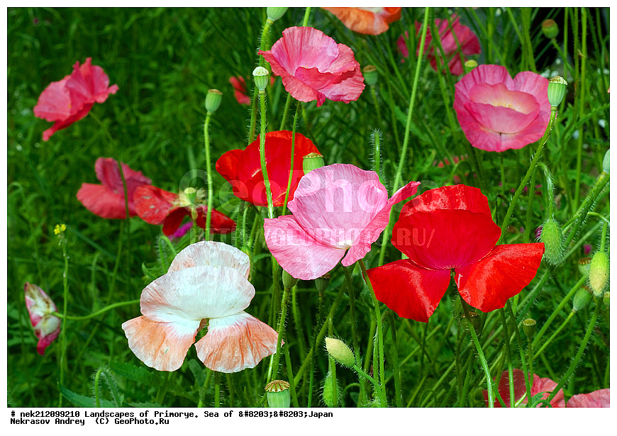 ������, ��������, ���������, �������� ����, ������������, ����, ���, ��������, ��������, �����, ������, �������, �������,