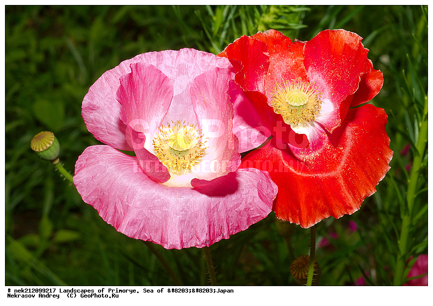 ������, ��������, ���������, �������� ����, ������������, ����, ���, ��������, ��������, �����, ������, �������, �������,, ����, ���, ����, 2