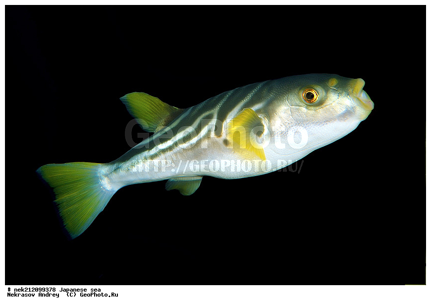 ����������, ���, ���������, dive, diving, ��������� ����, ������� ������, ���������, ���������� ����, ��������, ������, �������, ���������, ��������, ��������, ���������, ���, �����, ����, ����, ����, ������, ������, ������, �����, �������, ����� �������, ������, ����������, ����������, ��������, ��������, ��������, �������, ������, ������, ����, ����, ����, �������, ��, ���������, ���������, ������, ��������, ��, ���, ���������, ���������, ���������, ��������� ���, ��������� ������, �������, �������, ����-������, ������������, ������-����, ������, �����, ������, ������, ����������, ����������, ����, ������, ������, ��������, ��������� ���, �������� ����, �������� ����, ��������� ����, ���������������, ����������, ����������, ����������, ���������������
, ����� ������, ����� �����, �������������, �������������, �����������