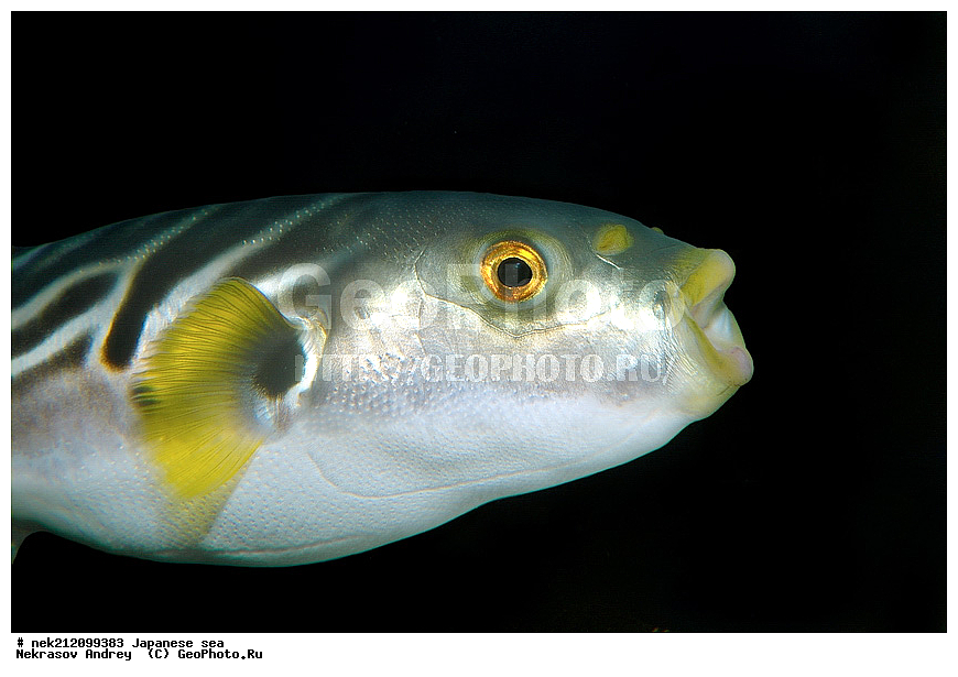 ����������, ���, ���������, dive, diving, ��������� ����, ������� ������, ���������, ���������� ����, ��������, ������, �������, ���������, ��������, ��������, ���������, ���, �����, ����, ����, ����, ������, ������, ������, �����, �������, ����� �������, ������, ����������, ����������, ��������, ��������, ��������, �������, ������, ������, ����, ����, ����, �������, ��, ���������, ���������, ������, ��������, ��, ���, ���������, ���������, ���������, ��������� ���, ��������� ������, �������, �������, ����-������, ������������, ������-����, ������, �����, ������, ������, ����������, ����������, ����, ������, ������, ��������, ��������� ���, �������� ����, �������� ����, ��������� ����, ���������������, ����������, ����������, ����������, ���������������
, ����� ������, ����� �����, �������������, �������������, �����������