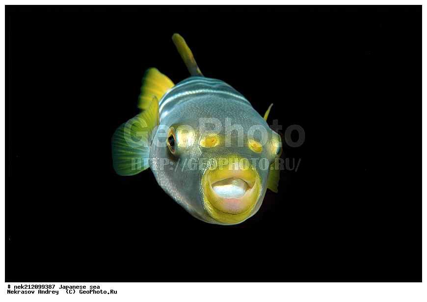 ����������, ���, ���������, dive, diving, ��������� ����, ������� ������, ���������, ���������� ����, ��������, ������, �������, ���������, ��������, ��������, ���������, ���, �����, ����, ����, ����, ������, ������, ������, �����, �������, ����� �������, ������, ����������, ����������, ��������, ��������, ��������, �������, ������, ������, ����, ����, ����, �������, ��, ���������, ���������, ������, ��������, ��, ���, ���������, ���������, ���������, ��������� ���, ��������� ������, �������, �������, ����-������, ������������, ������-����, ������, �����, ������, ������, ����������, ����������, ����, ������, ������, ��������, ��������� ���, �������� ����, �������� ����, ��������� ����, ���������������, ����������, ����������, ����������, ���������������
, ����� ������, ����� �����, �������������, �������������, �����������