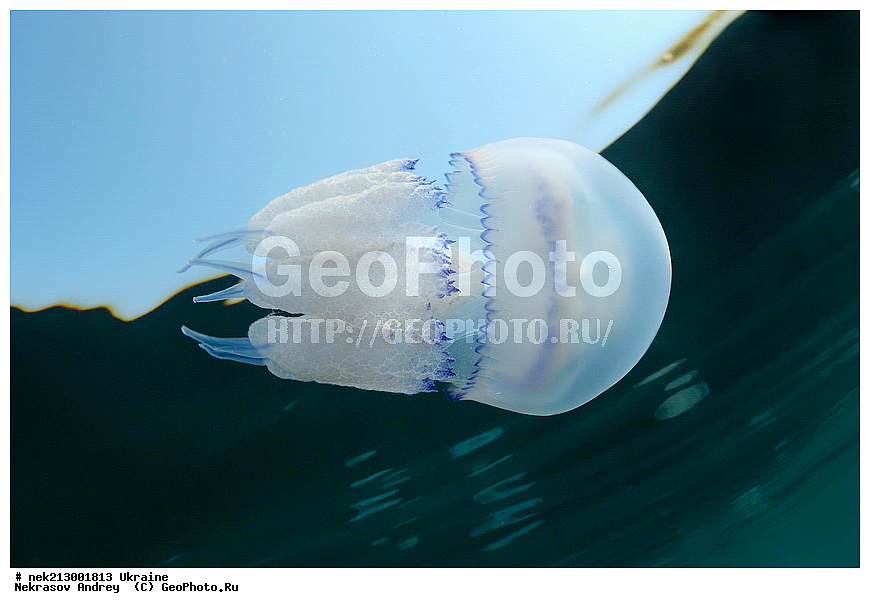 ������, ������ ��������, Rhisostoma pulmo, ��������, ������, ��������� ���, ���, �����, ���������, ���������, ����, ���������, ������ ����, ��������, �������