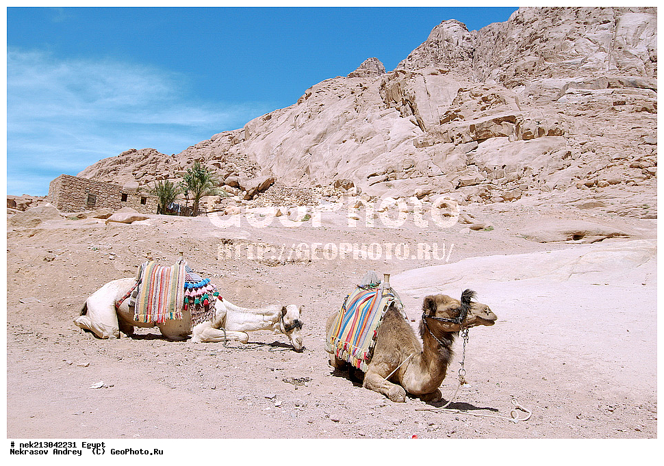 ������, ����������, �����, ���������, ����, ����, ������, ������, ������, �������, ���������,, ���������� �������, ����������, �������,  ��������, ��������, ��������, ��������, ��������, ��������, ��������, �������, Camelus dromedarius, Camelus, dromedarius , �����, ��������, ������, �����, 2, ���, ����, ����, ��������, ��������, �������������, �������������, �����, �����, XYZ, �����������, Camelidae, ���������� �������, ��������, ��������, �������, Camelus dromedarius