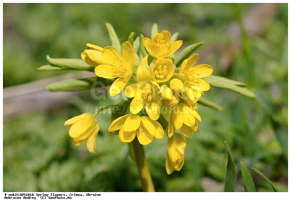 �������� �����, �������, ����, Gymnospermium odessanum, ������������ ��������, �������� ��������, �������, ������������, ��������, ��������, ��������, �������, �������, �����, ����������, ��������, �����, ������, ��������, ��������, �����, ����, ���, ������, ������, �������