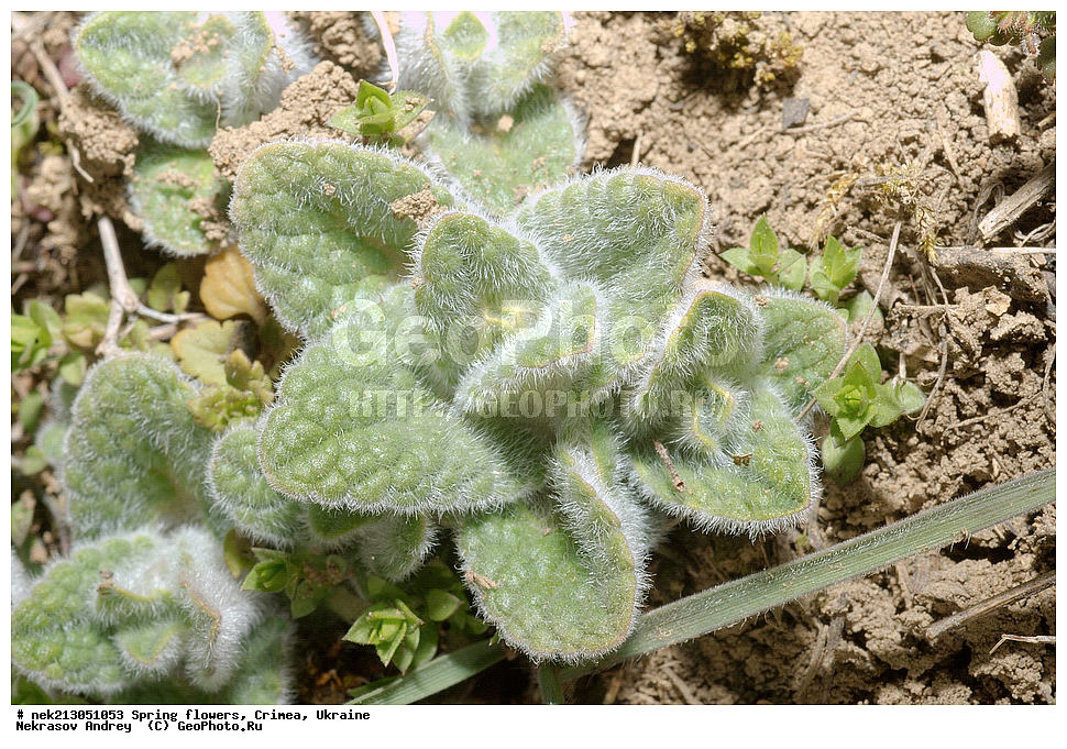 �������� �����, �������, ����, �������, Rumex sp, ��������, �������, �������, �����, ����������, ��������, �����, ������, ��������, ��������, �����, ����, ���, ������, ������, �������