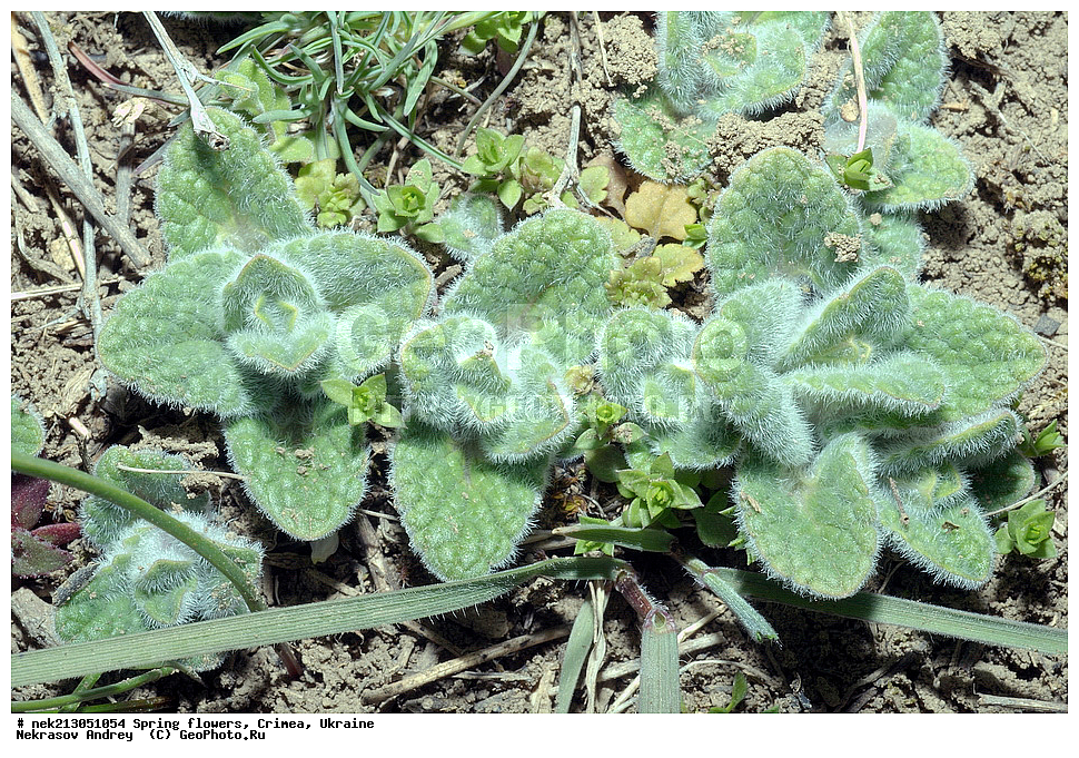 �������� �����, �������, ����, �������, Rumex sp, ��������, �������, �������, �����, ����������, ��������, �����, ������, ��������, ��������, �����, ����, ���, ������, ������, �������