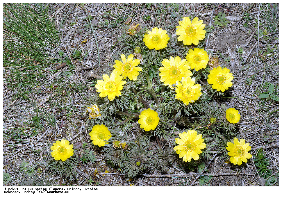 �������� �����, �������, ����, ������ ��������, �������� ��������, ������, ��������, �������, ���������, Adonis vernalis  , ������ ��������, �����, ���������� ��������, ������������ ��������, ������������ ��������, ������, �����, XYZ, ���������, Ranunculaceae, ������ ��������, ��������� ��������, ���������� ��������, �������� ��������, ���������, �������� �����. ������ ���, �������, ������ �����, ����������, ������ ����, Adonis vernalis, Adonanthe vernalis, Chrysocyathus vernalis