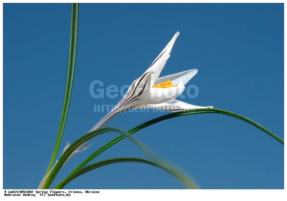 �������� �����, �������, ����, ������, �������, ������ ��������, ������, Crocus reticulatus, ��������, �������, �������, �����, ����������, ��������, �����, ������, ��������, ��������, �����, ����, ���, ������, ������, ������� , ������ ��������, �����, ���������� ��������, ������������ ��������, ������������ ��������, ������, �����, XYZ, ��������, �����������, Iridaceae, ������ ��������, ������ ���������, ������ ��������, ������ ���������, Crocus reticulatus, Crocus variegatus