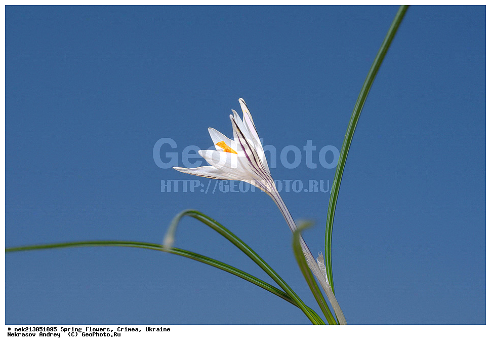 �������� �����, �������, ����, ������, �������, ������ ��������, ������, Crocus reticulatus, ��������, �������, �������, �����, ����������, ��������, �����, ������, ��������, ��������, �����, ����, ���, ������, ������, ������� , ������ ��������, �����, ���������� ��������, ������������ ��������, ������������ ��������, ������, �����, XYZ, ��������, �����������, Iridaceae, ������ ��������, ������ ���������, ������ ��������, ������ ���������, Crocus reticulatus, Crocus variegatus
