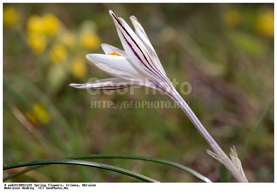 �������� �����, �������, ����, ������, �������, ������ ��������, ������, Crocus reticulatus, ��������, �������, �������, �����, ����������, ��������, �����, ������, ��������, ��������, �����, ����, ���, ������, ������, ������� , ������ ��������, �����, ���������� ��������, ������������ ��������, ������������ ��������, ������, �����, XYZ, ��������, �����������, Iridaceae, ������ ��������, ������ ���������, ������ ��������, ������ ���������, Crocus reticulatus, Crocus variegatus