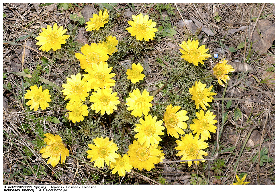 �������� �����, �������, ����, ������ ��������, �������� ��������, ������, ��������, �������, ���������, Adonis vernalis  , ������ ��������, �����, ���������� ��������, ������������ ��������, ������������ ��������, ������, �����, XYZ, ���������, Ranunculaceae, ������ ��������, ��������� ��������, ���������� ��������, �������� ��������, ���������, �������� �����. ������ ���, �������, ������ �����, ����������, ������ ����, Adonis vernalis, Adonanthe vernalis, Chrysocyathus vernalis