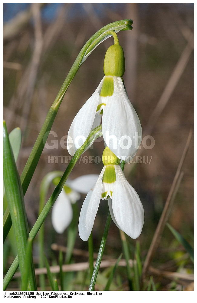 �������� �����, �������, ����, ���������� ��������, ����������, �����������, Galanthus elwesii, ��������, �������, �������, �����, ����������, ��������, �����, ������, ��������, ��������, �����, ����, ���, ������, ������, �������, ������ ��������, �����, ���������� ��������, ������������ ��������, ������������ ��������, ������, �����, XYZ, �������������, Amaryllidaceae, ���������� �������, ���������� �������, Galanthus elwesii