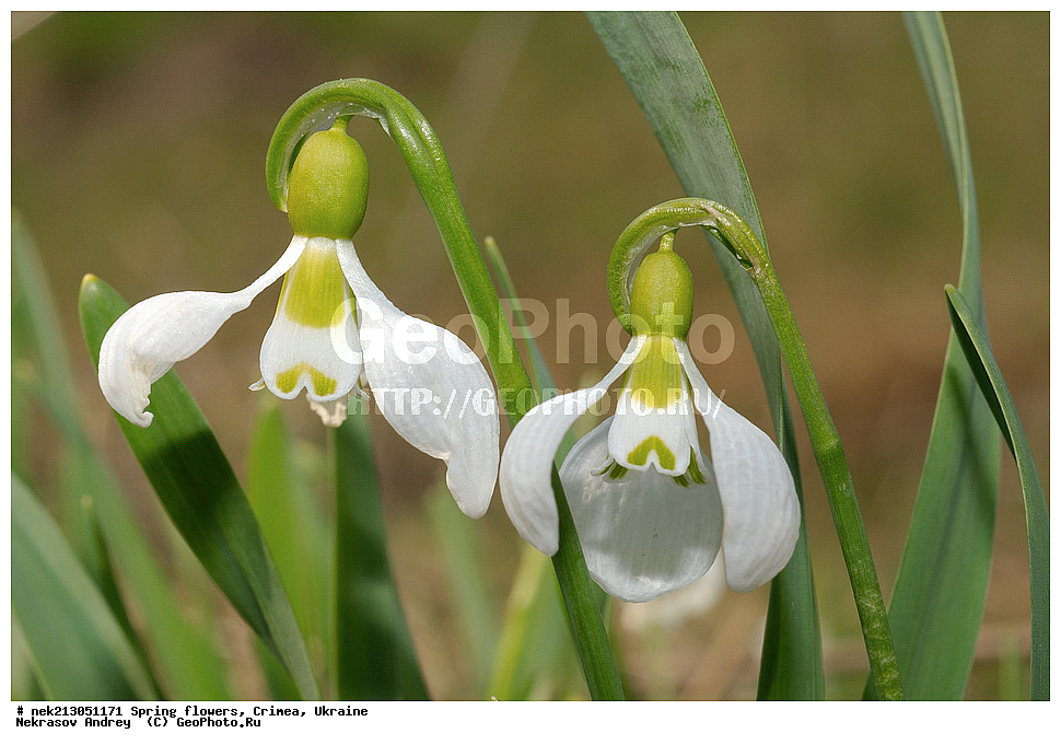 �������� �����, �������, ����, ���������� ��������, ����������, �����������, Galanthus elwesii, ��������, �������, �������, �����, ����������, ��������, �����, ������, ��������, ��������, �����, ����, ���, ������, ������, �������, ������ ��������, �����, ���������� ��������, ������������ ��������, ������������ ��������, ������, �����, XYZ, �������������, Amaryllidaceae, ���������� �������, ���������� �������, Galanthus elwesii