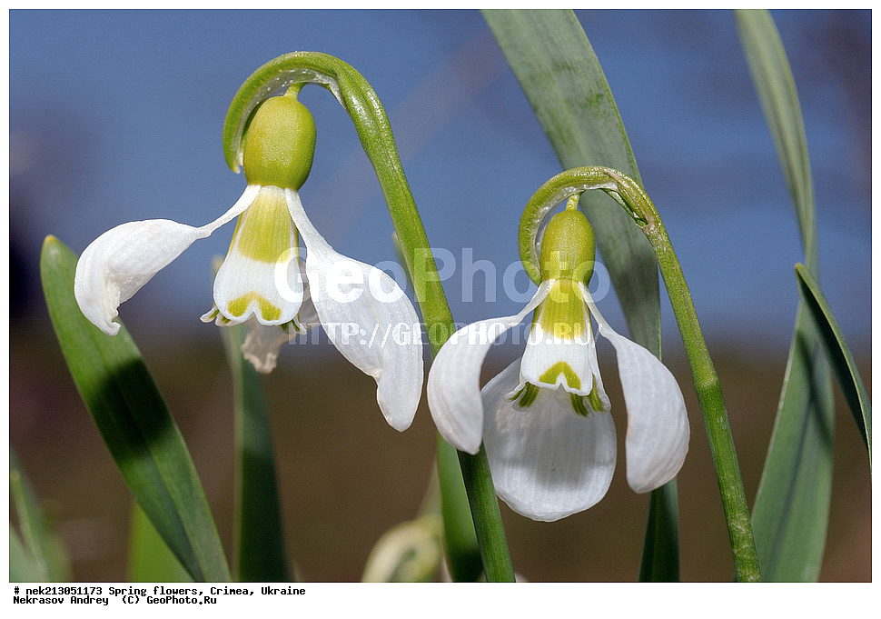 �������� �����, �������, ����, ���������� ��������, ����������, �����������, Galanthus elwesii, ��������, �������, �������, �����, ����������, ��������, �����, ������, ��������, ��������, �����, ����, ���, ������, ������, �������, ������ ��������, �����, ���������� ��������, ������������ ��������, ������������ ��������, ������, �����, XYZ, �������������, Amaryllidaceae, ���������� �������, ���������� �������, Galanthus elwesii