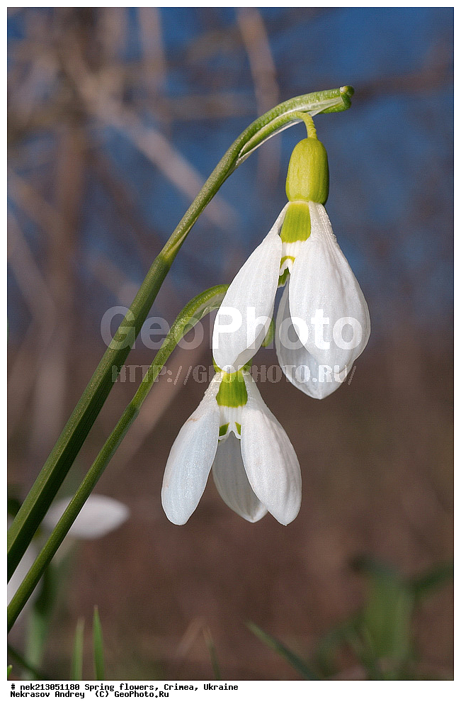 �������� �����, �������, ����, ���������� ��������, ����������, �����������, Galanthus elwesii, ��������, �������, �������, �����, ����������, ��������, �����, ������, ��������, ��������, �����, ����, ���, ������, ������, �������, ������ ��������, �����, ���������� ��������, ������������ ��������, ������������ ��������, ������, �����, XYZ, �������������, Amaryllidaceae, ���������� �������, ���������� �������, Galanthus elwesii