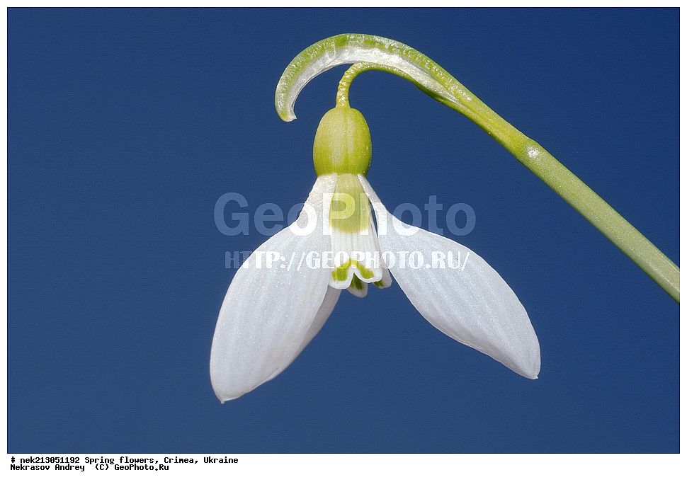 �������� �����, �������, ����, ���������� ��������, ����������, �����������, Galanthus elwesii, ��������, �������, �������, �����, ����������, ��������, �����, ������, ��������, ��������, �����, ����, ���, ������, ������, �������, ������ ��������, �����, ���������� ��������, ������������ ��������, ������������ ��������, ������, �����, XYZ, �������������, Amaryllidaceae, ���������� �������, ���������� �������, Galanthus elwesii